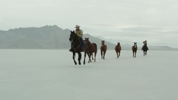 Cowboys på hästryggen — Stockvideo