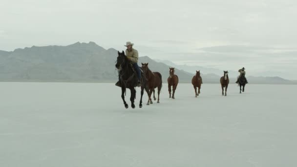 Cowboys op rug van het paard — Stockvideo