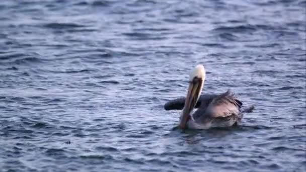 Pelicans, lebegő az óceánban. — Stock videók