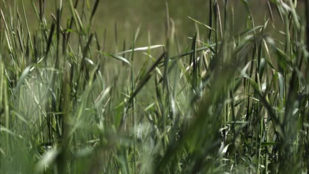 Slow motion shot of tall grass. — Stock Video
