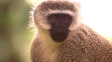 Vervet maymun'ın yüzüne yakın çekim