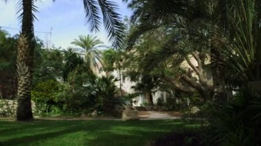 Bahçe güzel palmiye ağaçlarında 