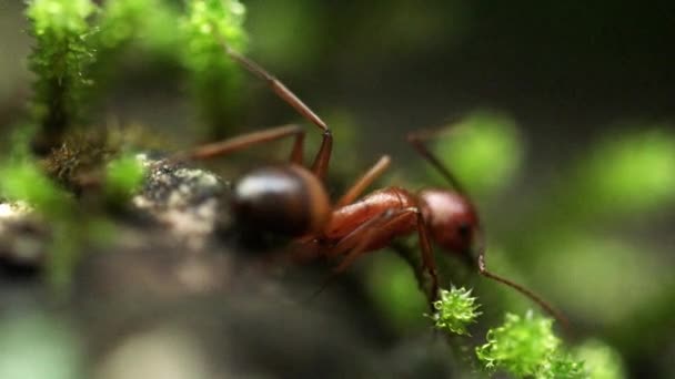 Eine einsame Ameise auf einem moosbedeckten Felsen — Stockvideo