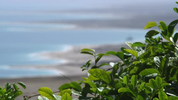 사해 해안선과 이스라엘에서 촬영 녹색 잎이 많은 가지 — 비디오