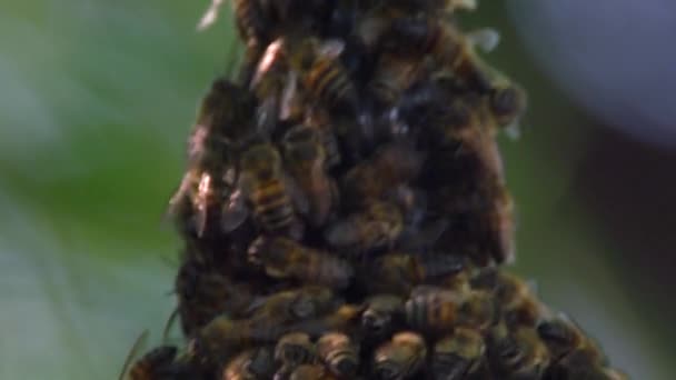Пчелы толпятся на конической структуре — стоковое видео