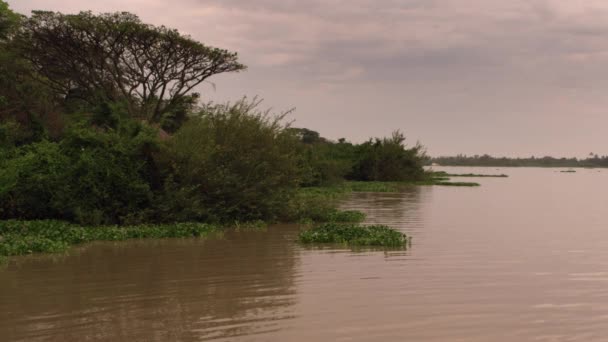 Forêt au bord du lac et plantes aquatiques 