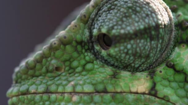 Extrémní zblízka chameleon profilu — Stock video