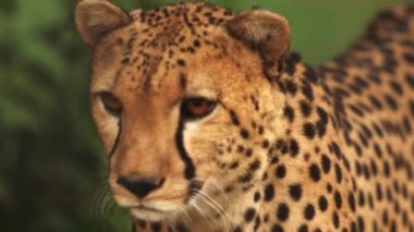 Görüntüleri ve yürüyüş cheetah pan kapatın