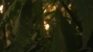 Orman yapraklarının yavaş yolu