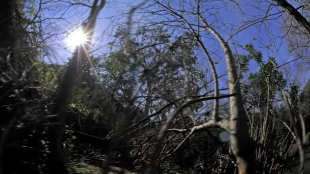 Wooded area and the sun. — Stock Video