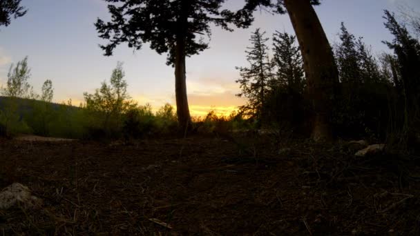 Gün batımında İsrail vahşi ağaçlarda — Stok video