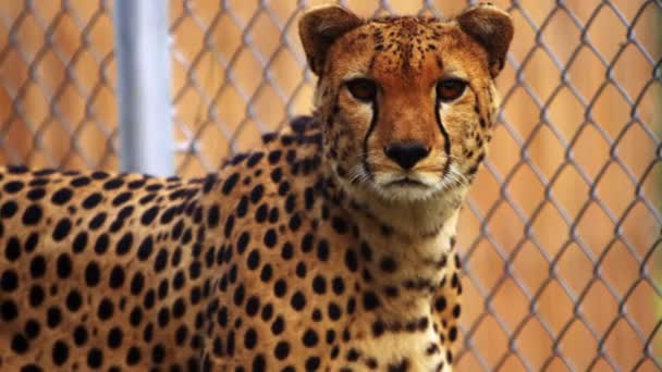 Cheetah zit naast de keten-link fence — Stockvideo