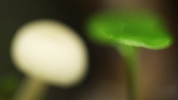 Cogumelo branco e pequena planta cultivada de sementes — Vídeo de Stock