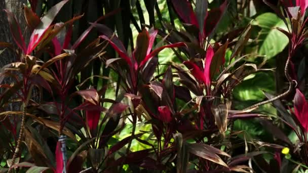 Fogliame rosso e verde girato in Israele — Video Stock