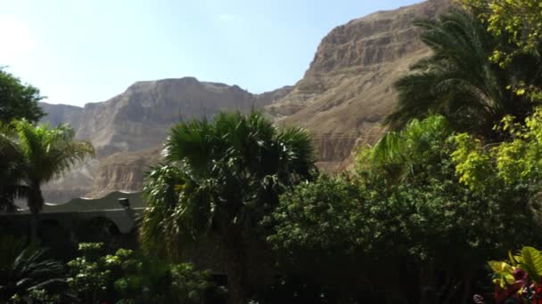 Ein gedi kibbuz oase in israel — Stockvideo