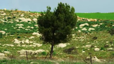 İsrail kayalık bir Çayırda yalnız ağaçta