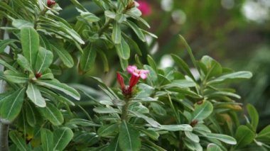 İsrail'de 4 k kırmızı ateş bir yeşil çalı Pembe çiçek.