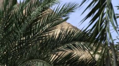 palm fronds in the desert in Israel