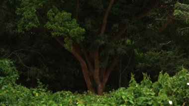 orman çalılar üzerinde yakınlaştırma