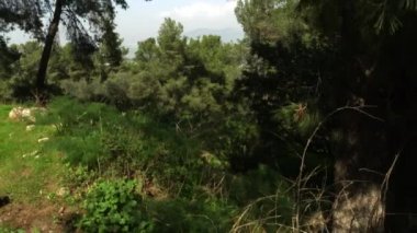 İsrail'de takas orman