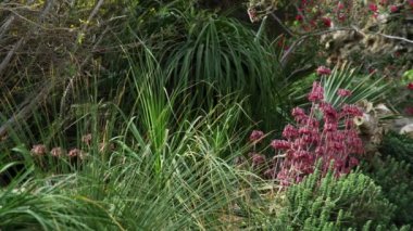 Kibbutz ein Gedi İsrail'de, bitki örtüsü