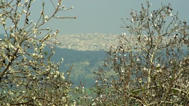 Cidade vista através de filiais de amêndoa em Israel — Vídeo de Stock