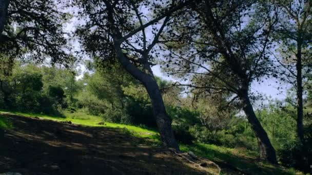 Forested hillside in Israel — Stock Video