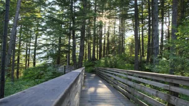 Trail through the trees in Alaska — Stock Video