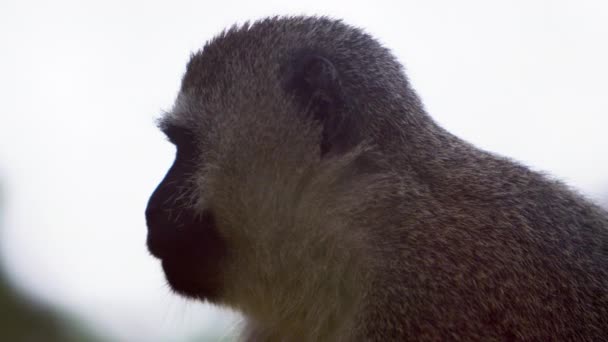 Zblízka na opice kočkodani profilu — Stock video