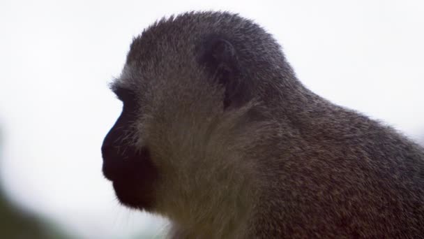 Nahaufnahme auf dem Profil eines grünen Affen — Stockvideo