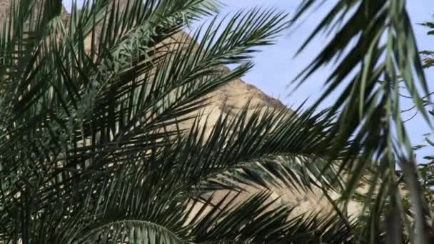 Palm fronds in the desert in Israel — Stock video