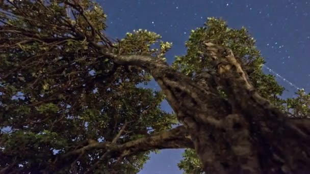 イスラエル、ベツレヘムのオリーブの木 — ストック動画
