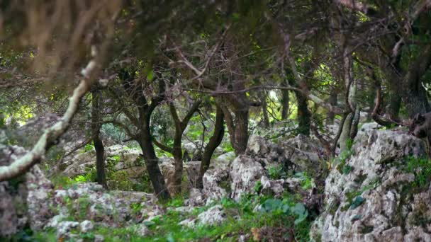 Fondo roccioso foresta Carmelo in Israele — Video Stock