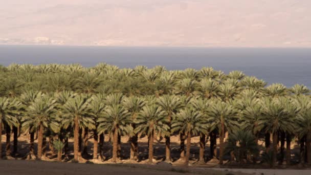 Пальмовый сад у Мертвого моря в Израиле — стоковое видео
