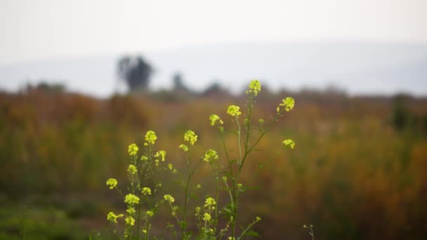 Gelbe Blumen am Ufer des Meeres von Galiläa — Stockvideo