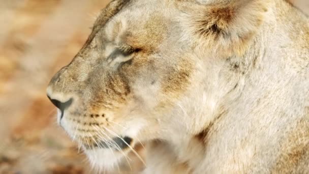 Самка льва на противоположной стороне забора — стоковое видео