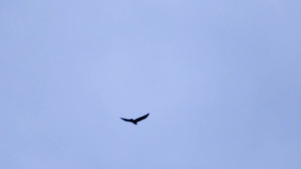 Bird flying on blue sky near old church of a beautiful architecture. — Stock Video