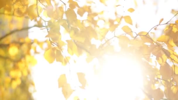 Gros plan sur un paysage magnifique avec des arbres magiques d'automne, des feuilles jaunes et un temps ensoleillé incroyablement chaud et calme . — Video