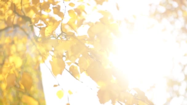 Gros plan sur un paysage magnifique avec des arbres magiques d'automne, des feuilles jaunes et un temps ensoleillé incroyablement chaud et calme . — Video