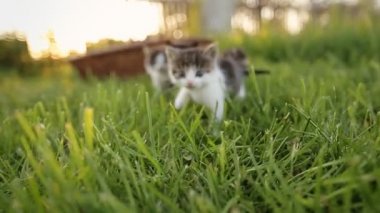 Üç sevimli yavru kedi çimenlerin üzerinde yürüyüş.