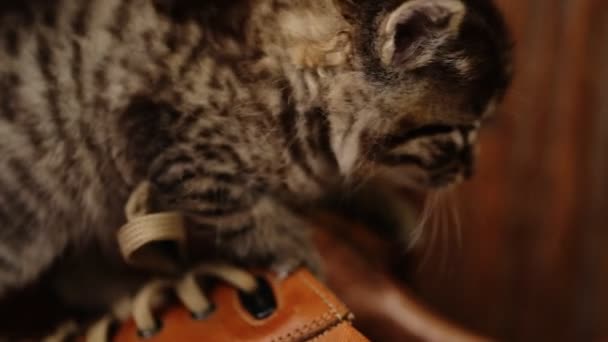 Cute kitty met blauwe ogen spelen op bruine schoenen. — Stockvideo