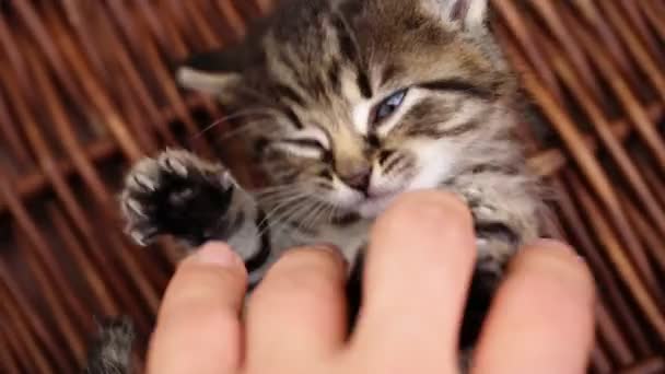 Little kitty playing with human hand. — Stock Video