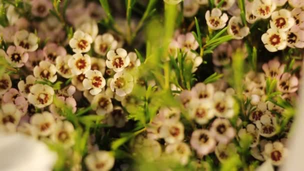 Increíbles flores blancas hechas en un ramo . — Vídeo de stock