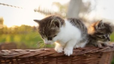 İki komik yavru kedi sepetten atlamaya çalışıyor.