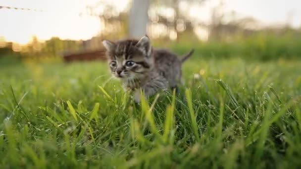 Χαριτωμένο γατάκι με μπλε μάτια περπατώντας στον κήπο. — Αρχείο Βίντεο