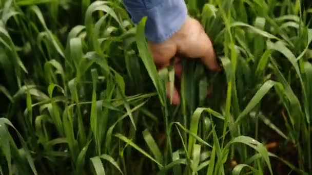 Ein Mann, der das Gras berührt. — Stockvideo