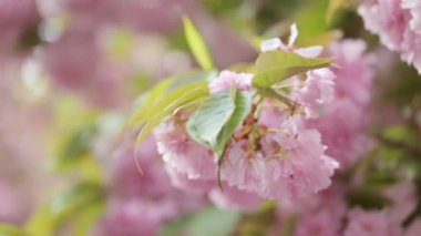 Rüzgar yüzünden hareket şaşırtıcı yeni gelişen ağaç.