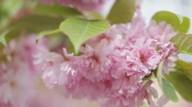 Bir ağacın inanılmaz güzel çiçeği.