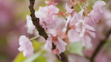Mevsimlik bir ağaç çiçeği üzerinde esen rüzgar.