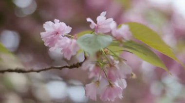Şu yeni gelişen bir ağacın güzel bahar arka plan.